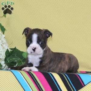 Dakota, Boston Terrier Puppy
